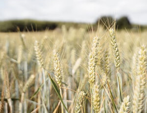 俄罗斯选手力挫对手夺得铁饼金牌